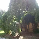 Edera